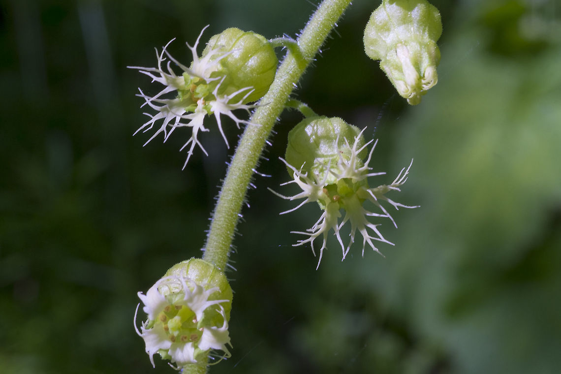 Fragrant Fringecup  Geotagged,Spring,Tellima,Tellima grandiflora,United States