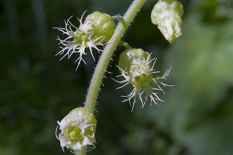 Fragrant Fringecup Geotagged,Spring,Tellima,Tellima grandiflora,United States