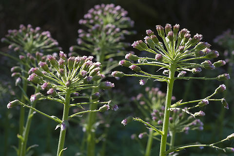 Arctic Sweet Coltsfoot  Geotagged,Petasites frigidus,Spring,United States