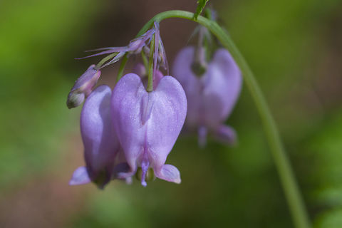Pacific Bleeding Heart  Dicentra formosa,Geotagged,Spring,United States