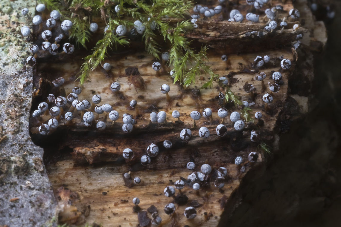 Cookie Slime Mold these remind me of christmas cookies&hellip; <br />
<br />
(oh and yet again, a bonus cootie&hellip; there&#039;s a little springtail just about dead center) Geotagged,Spring,United States