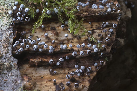 Cookie Slime Mold these remind me of christmas cookies&hellip; 

(oh and yet again, a bonus cootie&hellip; there's a little springtail just about dead center) Geotagged,Spring,United States