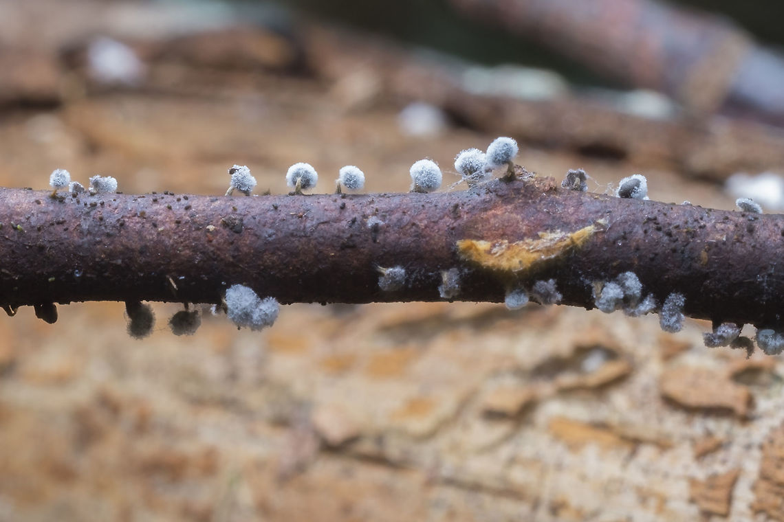 Fuzzy slime mold this was very close to the last slime mold, but not clearly part of the same colony so I'm not sure if it is a later stage of the same mold or something entirely different Geotagged,Spring,United States