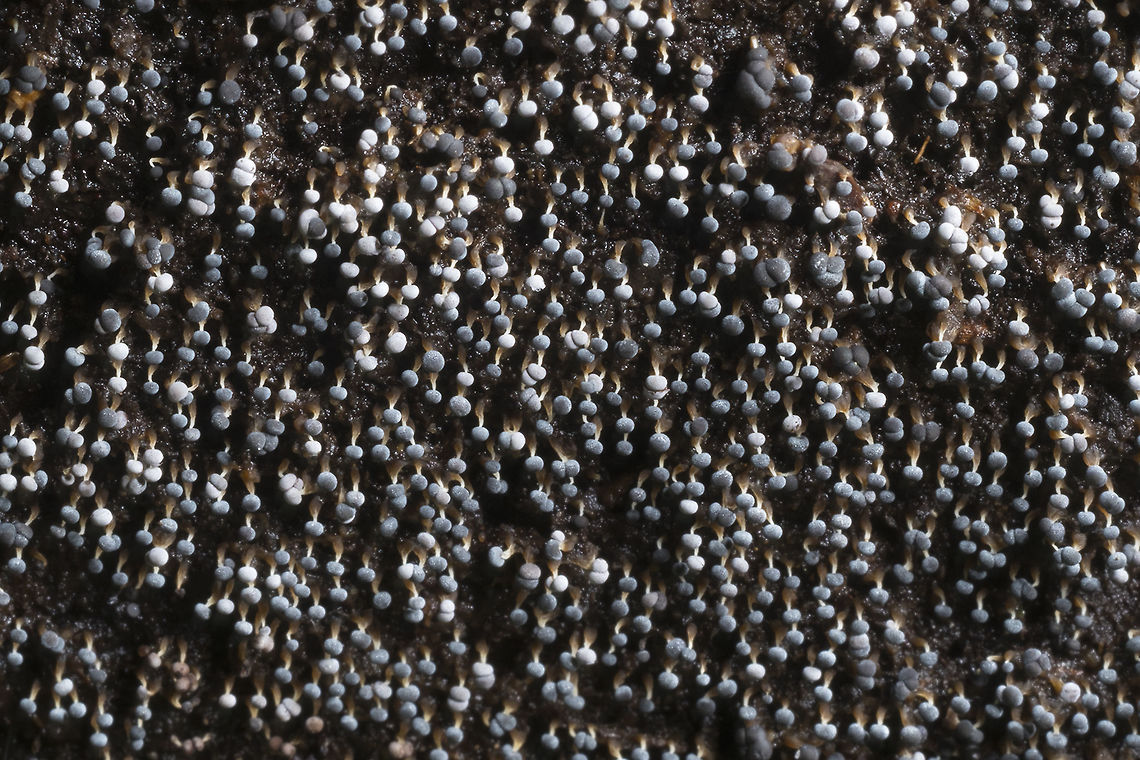 Tiny hanging slimes these guys were very small - probably 1/2 the size of the previous two Geotagged,Spring,United States