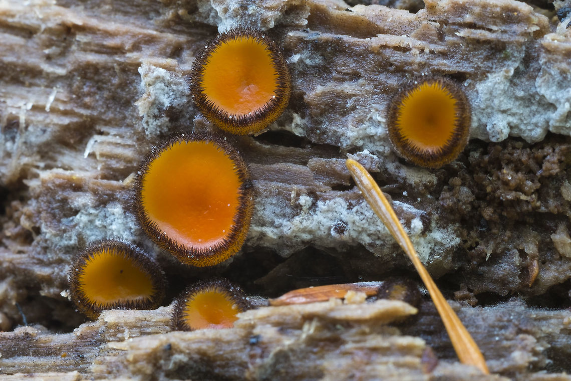 Eyelash Cups  Geotagged,Scutellinia setosa,Spring,United States