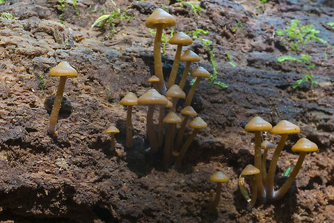 Yellow mushroom colony  Geotagged,Spring,United States