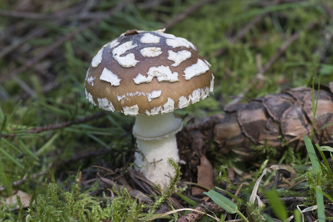 Panther Cap  Amanita pantherina var. pantherina,European Panther,Geotagged,Spring,United States