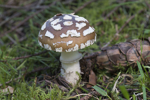 Panther Cap  Amanita pantherina var. pantherina,European Panther,Geotagged,Spring,United States