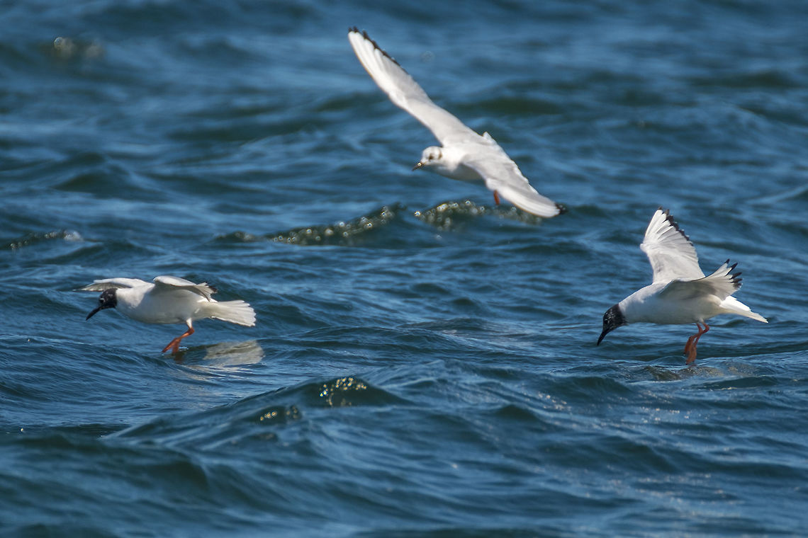 Bonapart's Gulls  Bonapartes gull,Chroicocephalus philadelphia,Geotagged,Spring,United States
