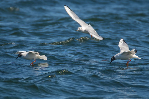 Bonapart's Gulls  Bonapartes gull,Chroicocephalus philadelphia,Geotagged,Spring,United States