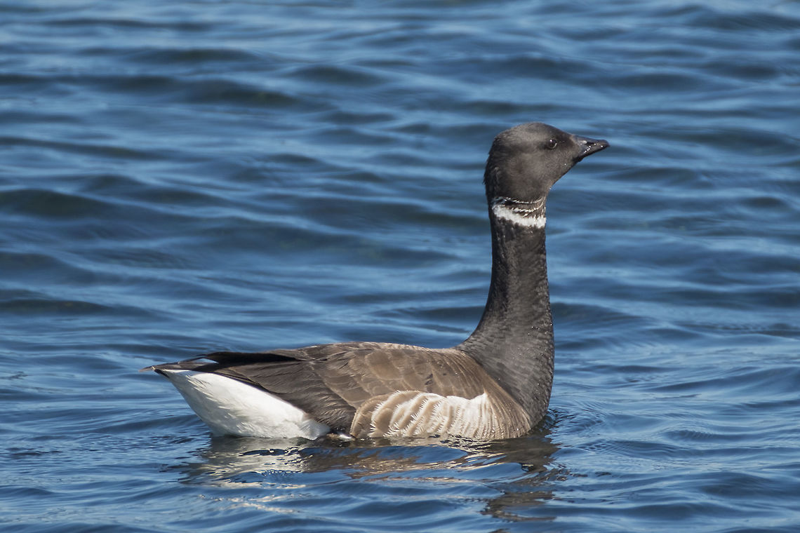 Brant Goose  Brant goose,Branta bernicla,Geotagged,Spring,United States
