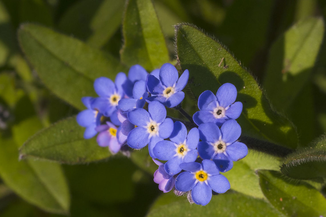 Woodland Forget-me-not introduced Geotagged,Myosotis sylvatica,Spring,United States