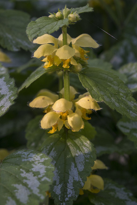 Yellow Archangel This is a garden escapee - Class B noxious weed here&hellip;. eradication is recommended, but not required Geotagged,Lamium galeobdolon,Spring,United States,Yellow Archangel