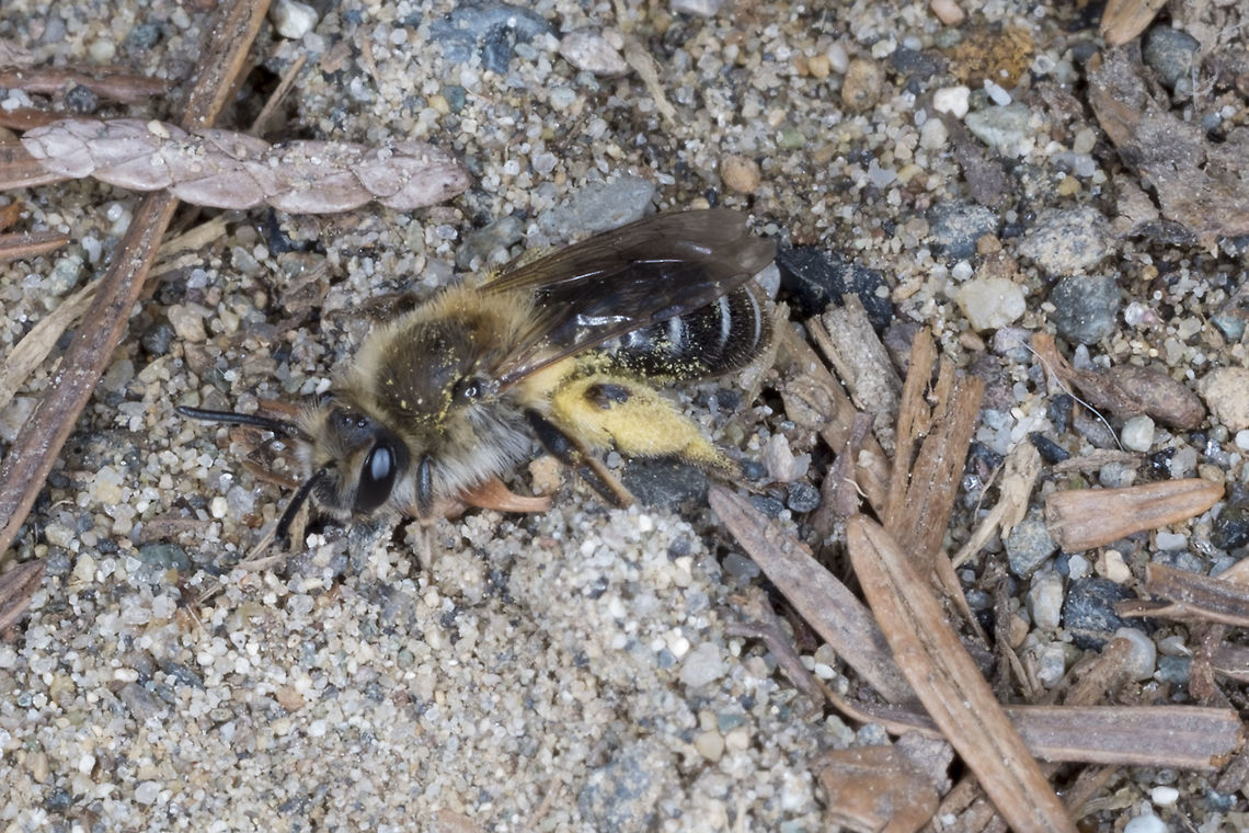 Digging bees - possibly Colletes species These little guys can dig quite fast. I believe this one is probably a female, as what I read indicated that males do not collect pollen. They are more likely to be Colletes than Andrena, as there were a large number nesting quite near one another. Andrena don't usually do this.<br />
So far BugGuide says no… Andrena cf barbilabris, which I take to mean that the person thinks that this is likely to be an <br />
A. barbilabris, but isn't willing to commit to that 100% Geotagged,Spring,United States