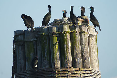 Brant's Cormorants Showing off their blue patches under their bills Brandt's cormorant,Geotagged,Phalacrocorax penicillatus,Spring,United States
