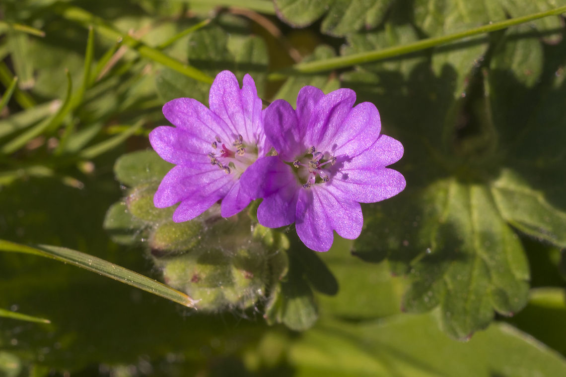 Dovefoot Geranium  Geotagged,Geranium molle,Spring,United States