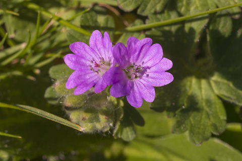 Dovefoot Geranium  Geotagged,Geranium molle,Spring,United States