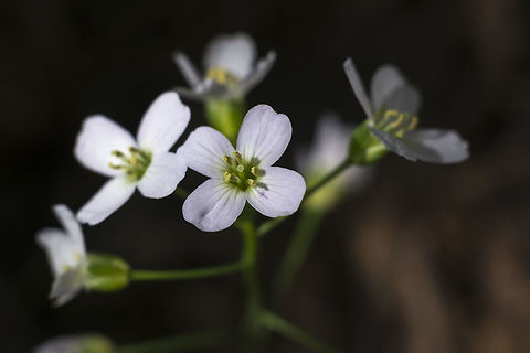 Cuckoo Flower  Cardamine pratensis,Geotagged,Spring,United States