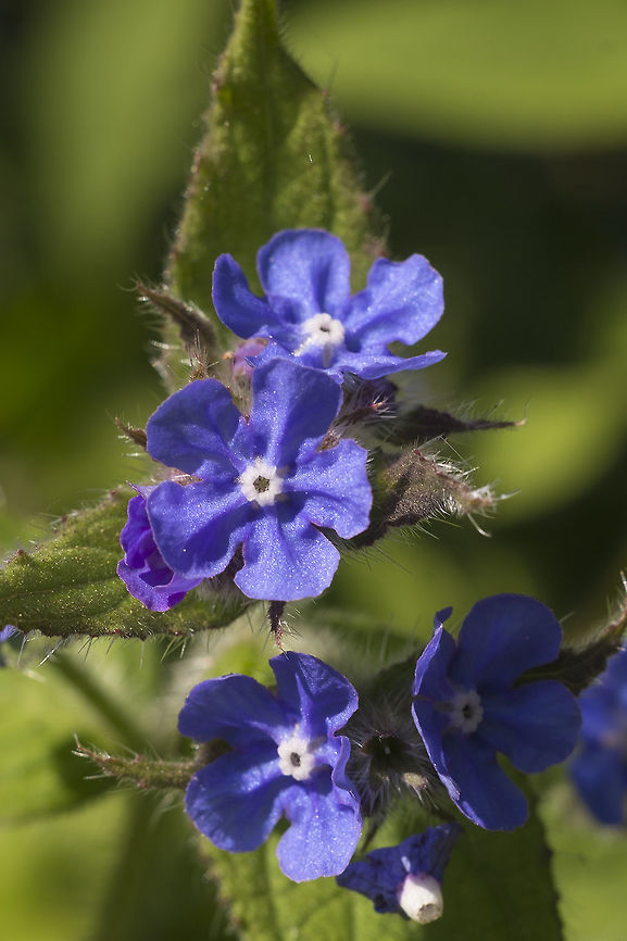 Evergreen Bugloss introduced Geotagged,Green alkanet,Pentaglottis sempervirens,Spring,United States