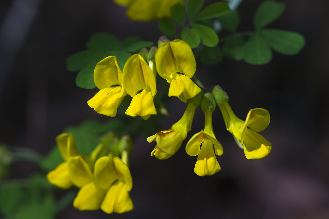 French Broom introduced - escaped ornamental, but not nearly as invasive as other brooms Genista monspessulana,Geotagged,Spring,United States