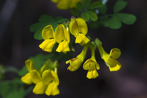 French Broom introduced - escaped ornamental, but not nearly as invasive as other brooms Genista monspessulana,Geotagged,Spring,United States