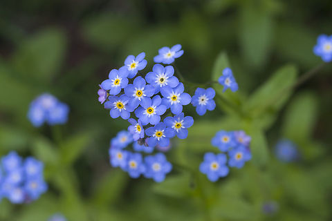 Common Forget-me-not  Geotagged,Myosotis scorpioides,Spring,United States,Water Forget-me-not