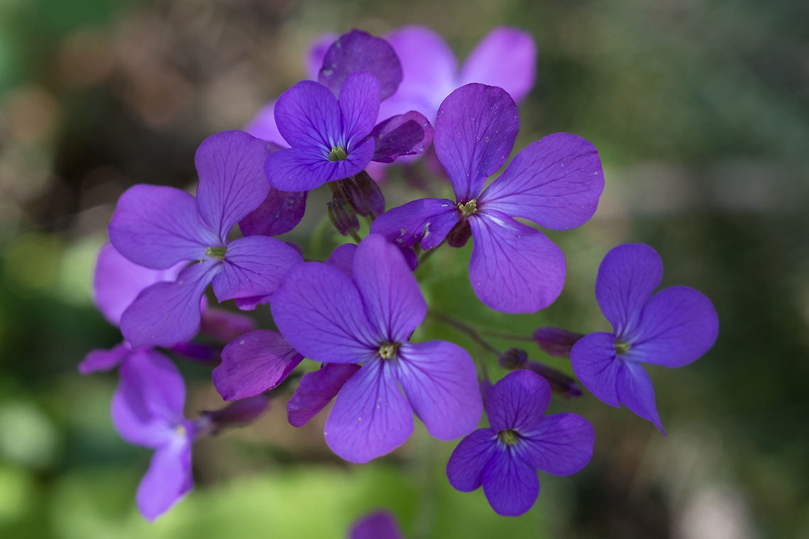 Annual Honesty introduced Annual honesty,Geotagged,Lunaria annua,Spring,United States