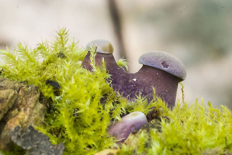 Fungus? I'm not sure at all what this is&hellip;. Geotagged,Spring,United States