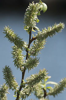 Sitka Willow - female catkins  Geotagged,Salix sitchensis,Spring,United States