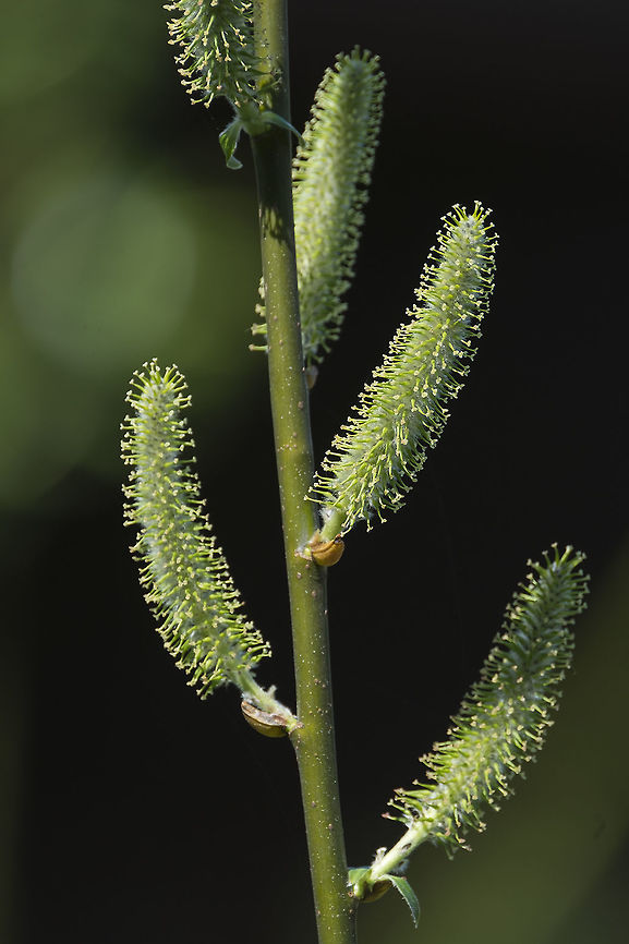 Sitka Willow - Male catkins  Geotagged,Salix sitchensis,Spring,United States