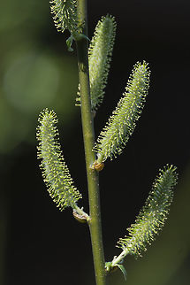 Sitka Willow - Male catkins  Geotagged,Salix sitchensis,Spring,United States