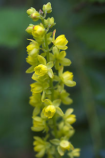 Dull Oregon Grape Usually Oregon Grape flowers look pretty ratty and messy rather than like pretty little daffodils. I think it must have been the exact right day to look at them. Dull Oregon-grape,Geotagged,Mahonia nervosa,Spring,United States