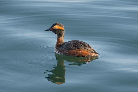 Horned Grebe - Breeding plumage  Geotagged,Horned grebe,Podiceps auritus,Spring,United States