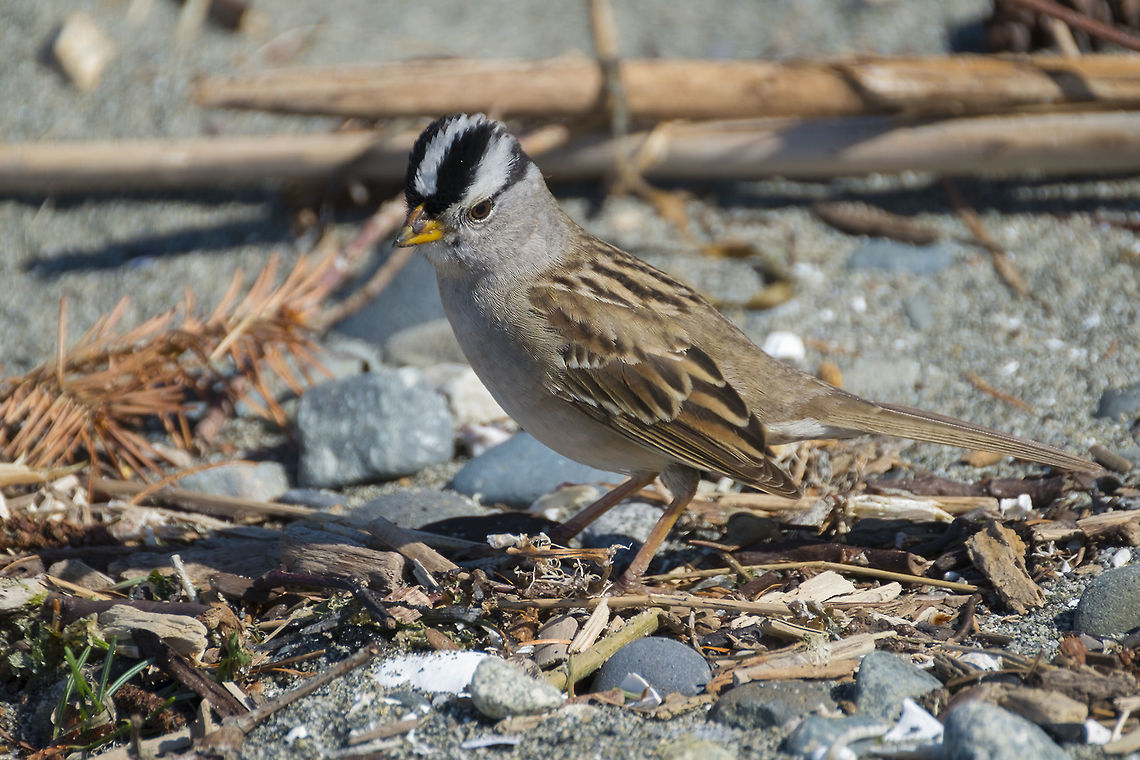 White Crowned Sparrow  Geotagged,Spring,United States,White-crowned Sparrow,Zonotrichia leucophrys