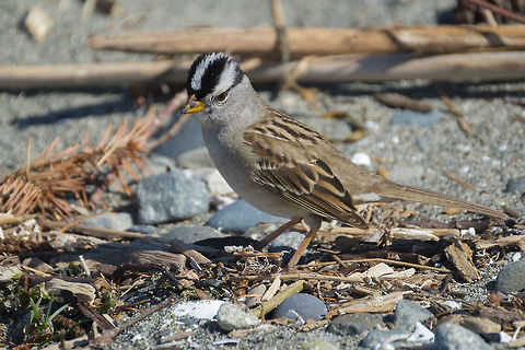 White Crowned Sparrow  Geotagged,Spring,United States,White-crowned Sparrow,Zonotrichia leucophrys