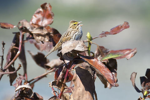 Savannah Sparrow  Geotagged,Passerculus sandwichensis,Savannah sparrow,Spring,United States