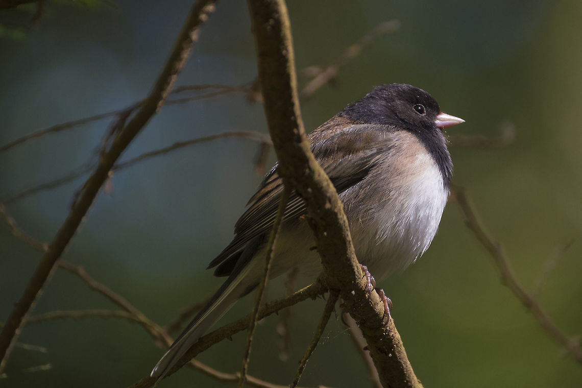 Oregon Junco  Dark-eyed Junco,Geotagged,Junco hyemalis,Spring,United States