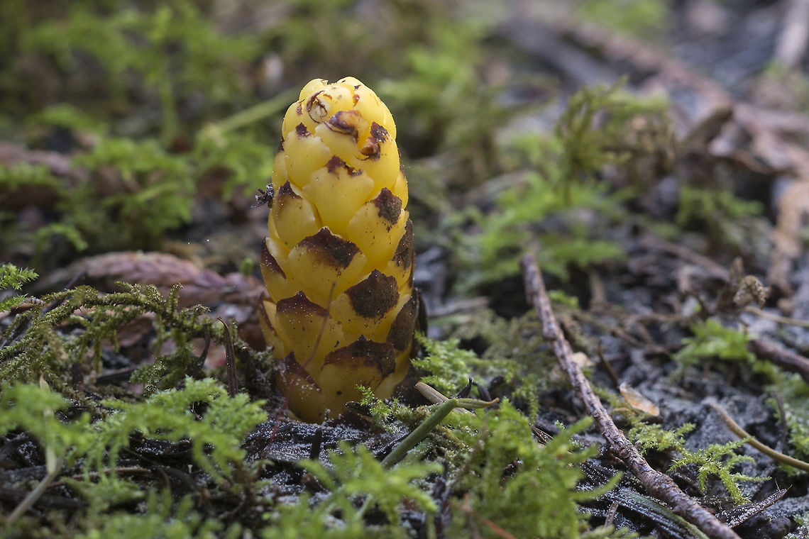 Hooker's Ground Cone This is an unusual find- there aren't too many places that these grow these days. It's a parasitic plant that lives on salal.  Boschniakia hookeri,Geotagged,Spring,United States