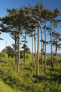 Windswept Douglas firs at Point Wilson.  Douglas fir,Geotagged,Pseudotsuga menziesii,Spring,United States