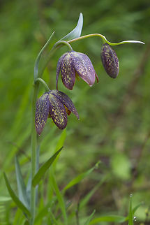 Chocolate lily  Fritillaria affinis,Geotagged,Spring,United States,chocolate lily