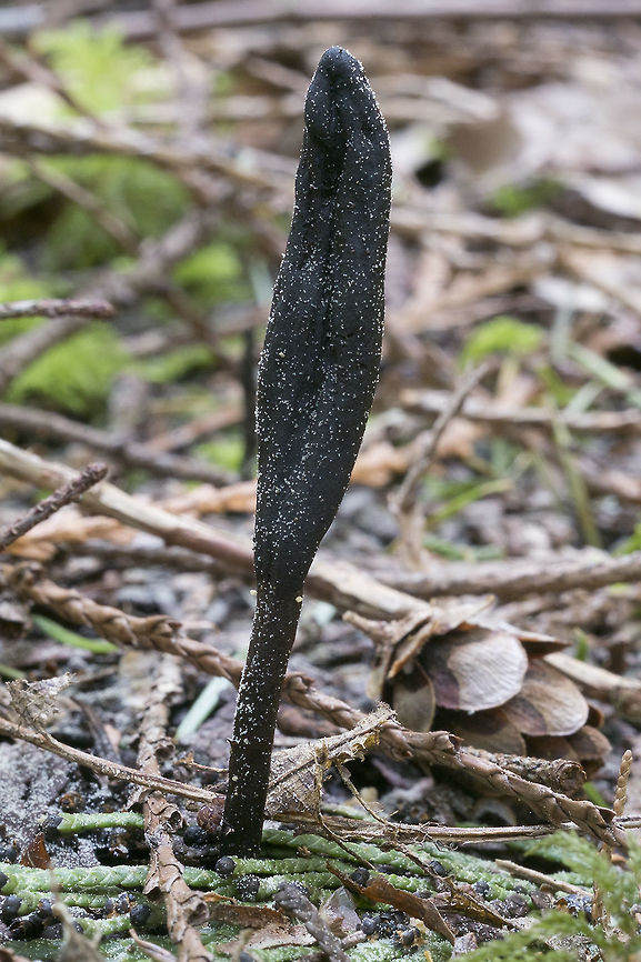 Black Earth Tongue the little white orbs that are all over everything, I think, is fir pollen. Black earth tongues,Geotagged,Spring,Trichoglossum hirsutum,United States