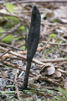 Black Earth Tongue the little white orbs that are all over everything, I think, is fir pollen. Black earth tongues,Geotagged,Spring,Trichoglossum hirsutum,United States