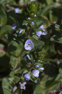 Thyme leafed speedwell  Geotagged,Spring,United States,Veronica serpyllifolia