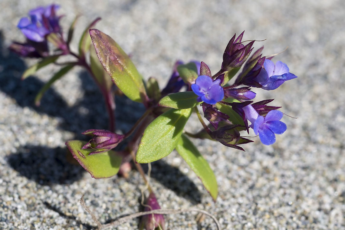 Small flowered Blue-eyed-Mary while not listed as a dune plant, this was quite abundant Collinsia parviflora,Geotagged,Spring,United States
