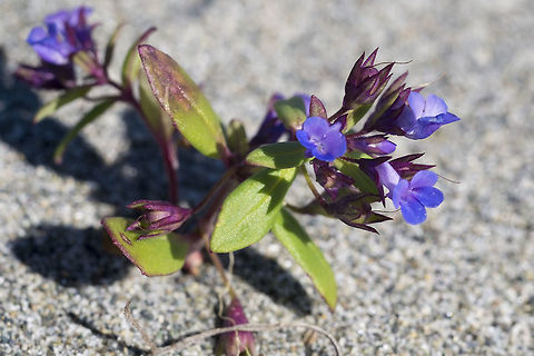 Small flowered Blue-eyed-Mary while not listed as a dune plant, this was quite abundant Collinsia parviflora,Geotagged,Spring,United States