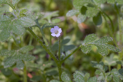 Small Flowered Nemophila  Geotagged,Nemophila parviflora,Spring,United States