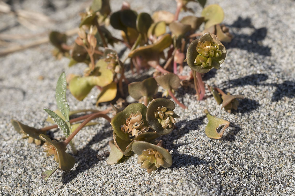 Redstem Spring Beauty  Claytonia rubra,Geotagged,Spring,United States,claytonia rubra