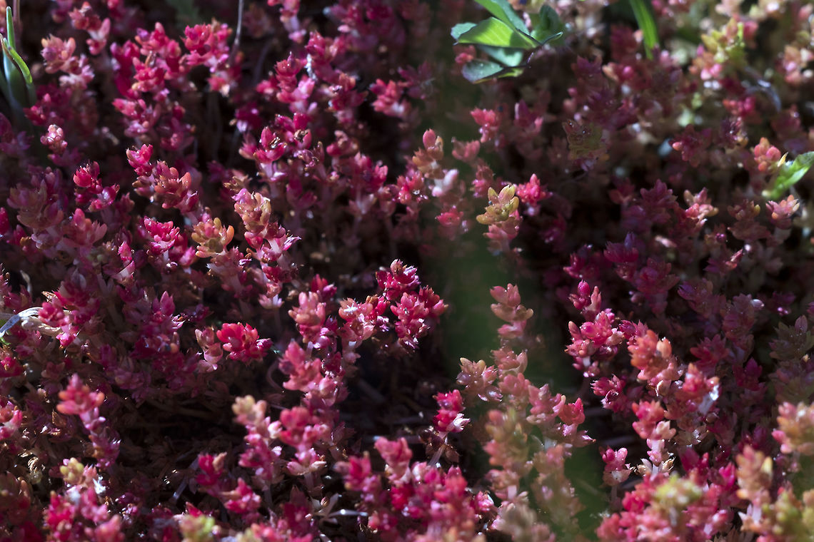 Mossy Stonecrop a wee tiny succulent Crassula tillaea,Geotagged,Spring,United States
