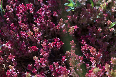 Mossy Stonecrop a wee tiny succulent Crassula tillaea,Geotagged,Spring,United States