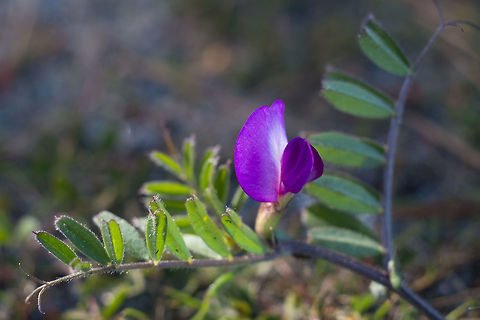Common vetch introduced Common vetch,Geotagged,Spring,United States,Vicia sativa